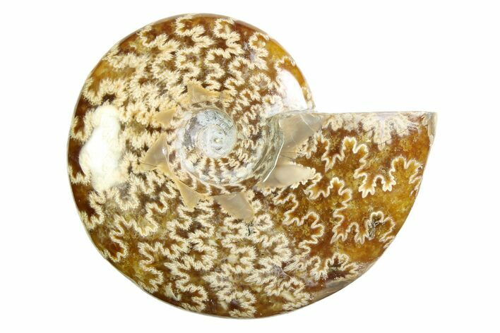 Polished Ammonite (Cleoniceras) Fossil - Madagascar #339241
